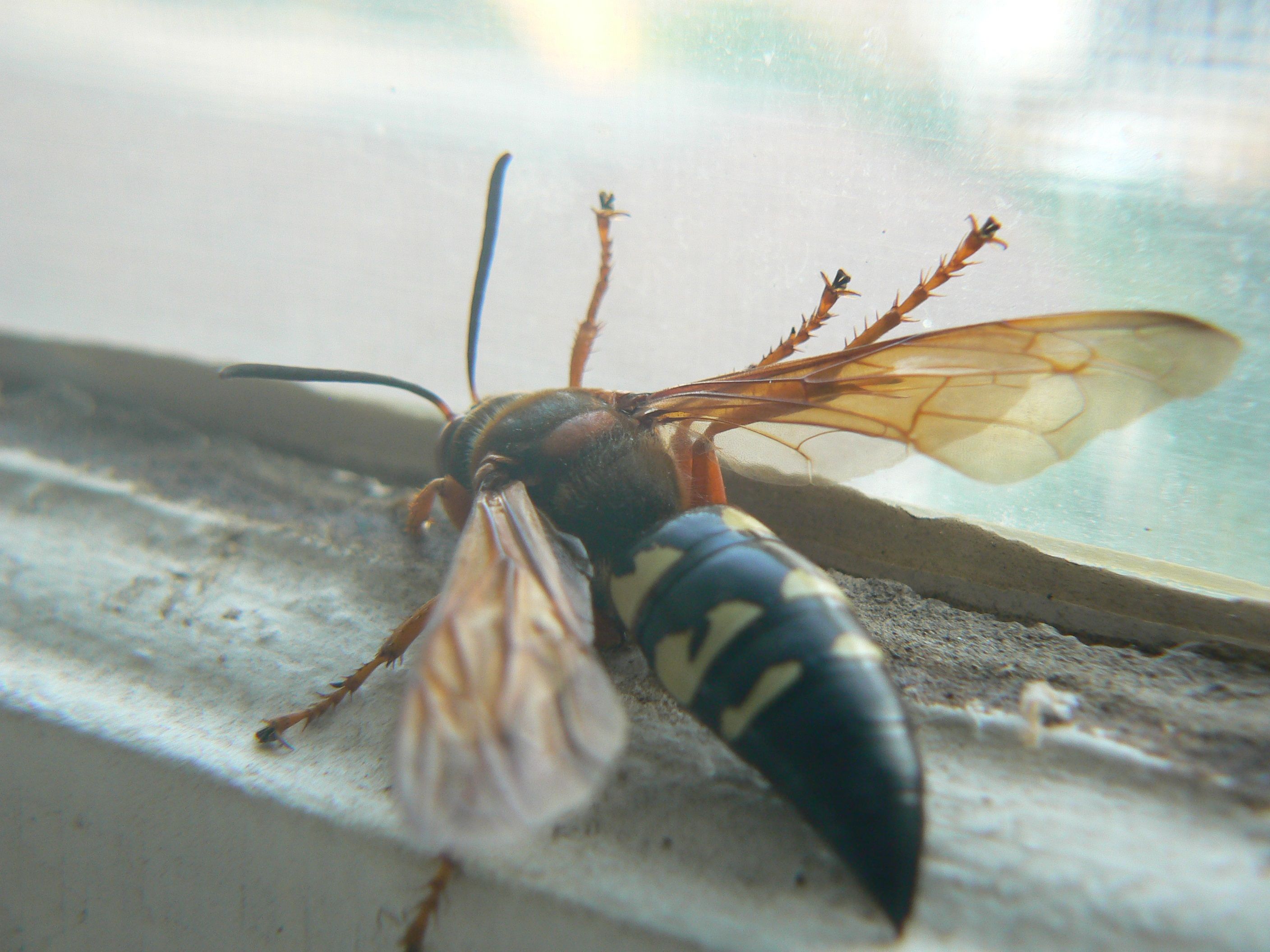 /photos/cicada_killer/P1000110.jpg