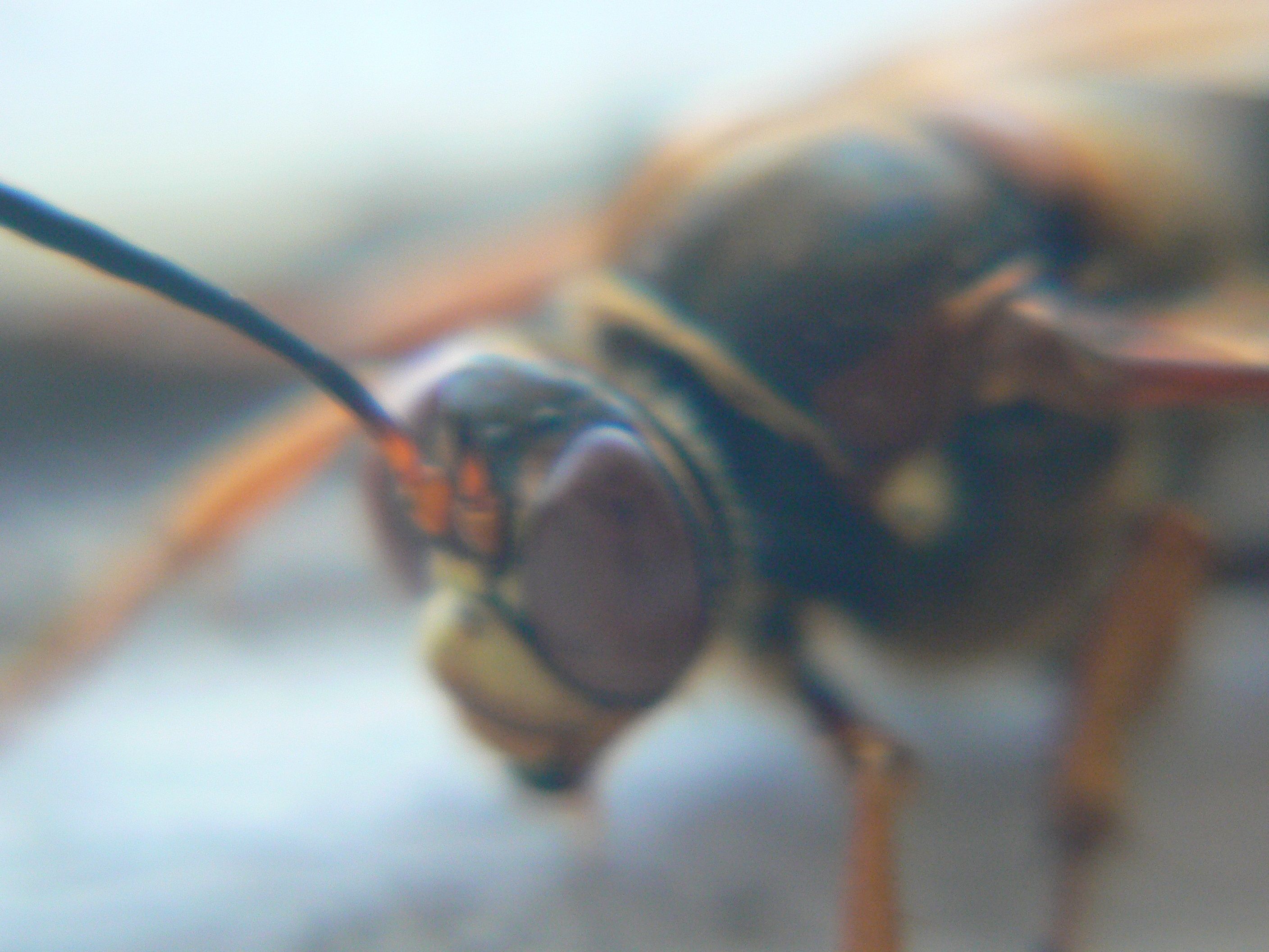 /photos/cicada_killer/P1000114.jpg