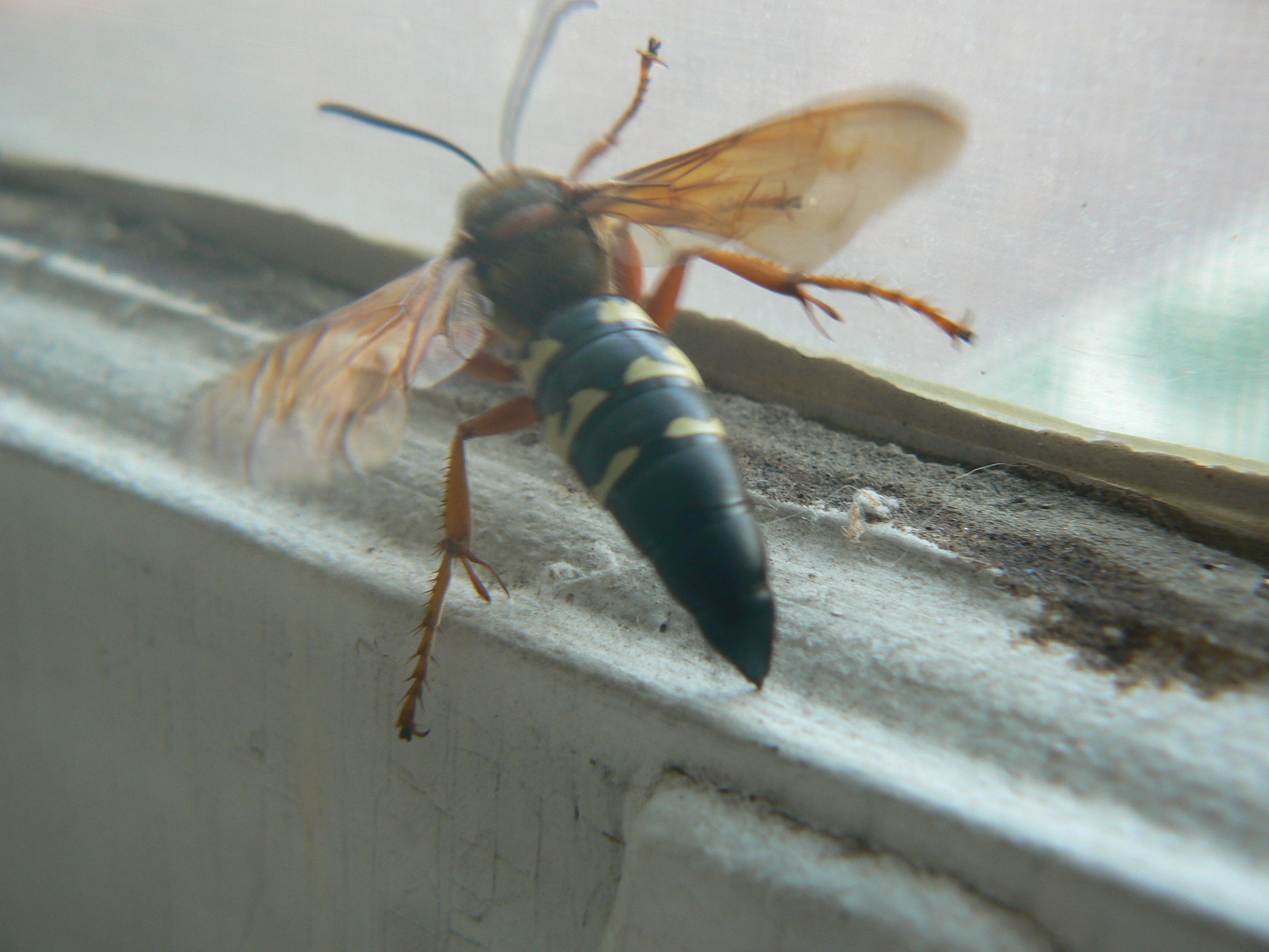 /photos/cicada_killer/P1000109.jpg