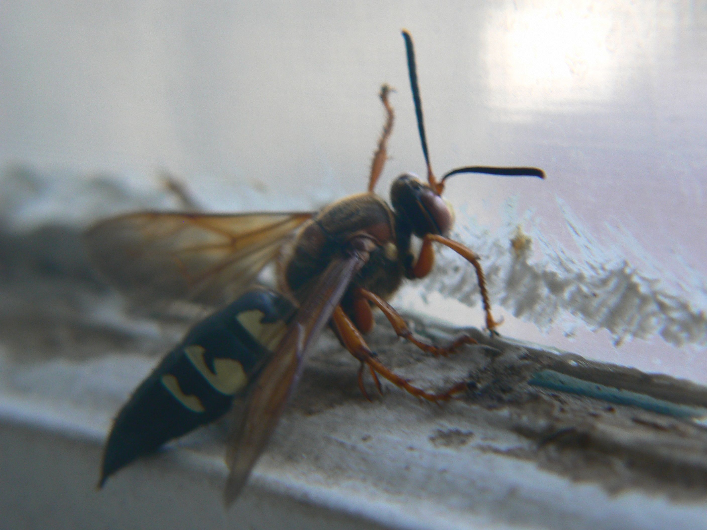 /photos/cicada_killer/P1000117.jpg