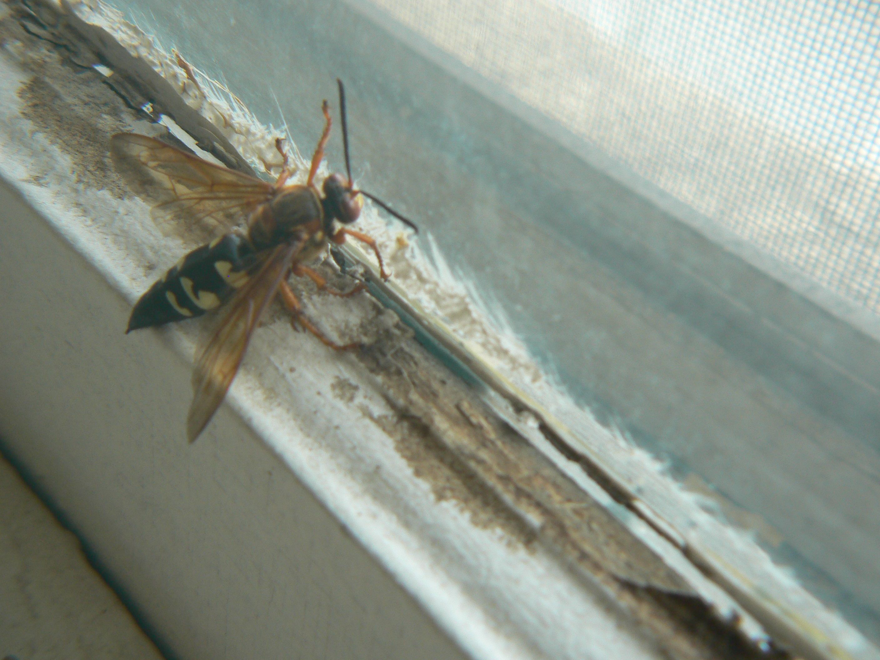 /photos/cicada_killer/P1000116.jpg