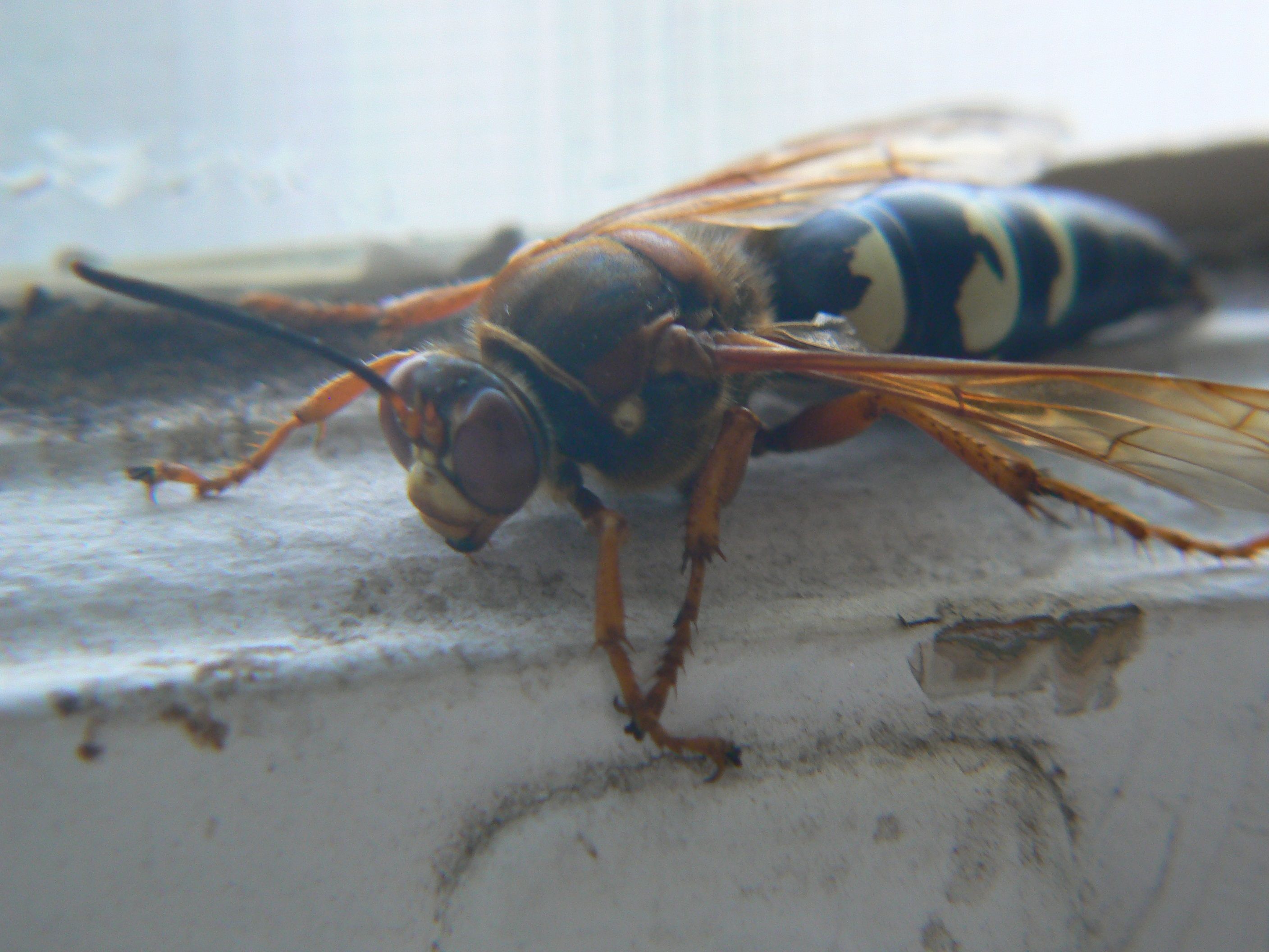 /photos/cicada_killer/P1000115.jpg