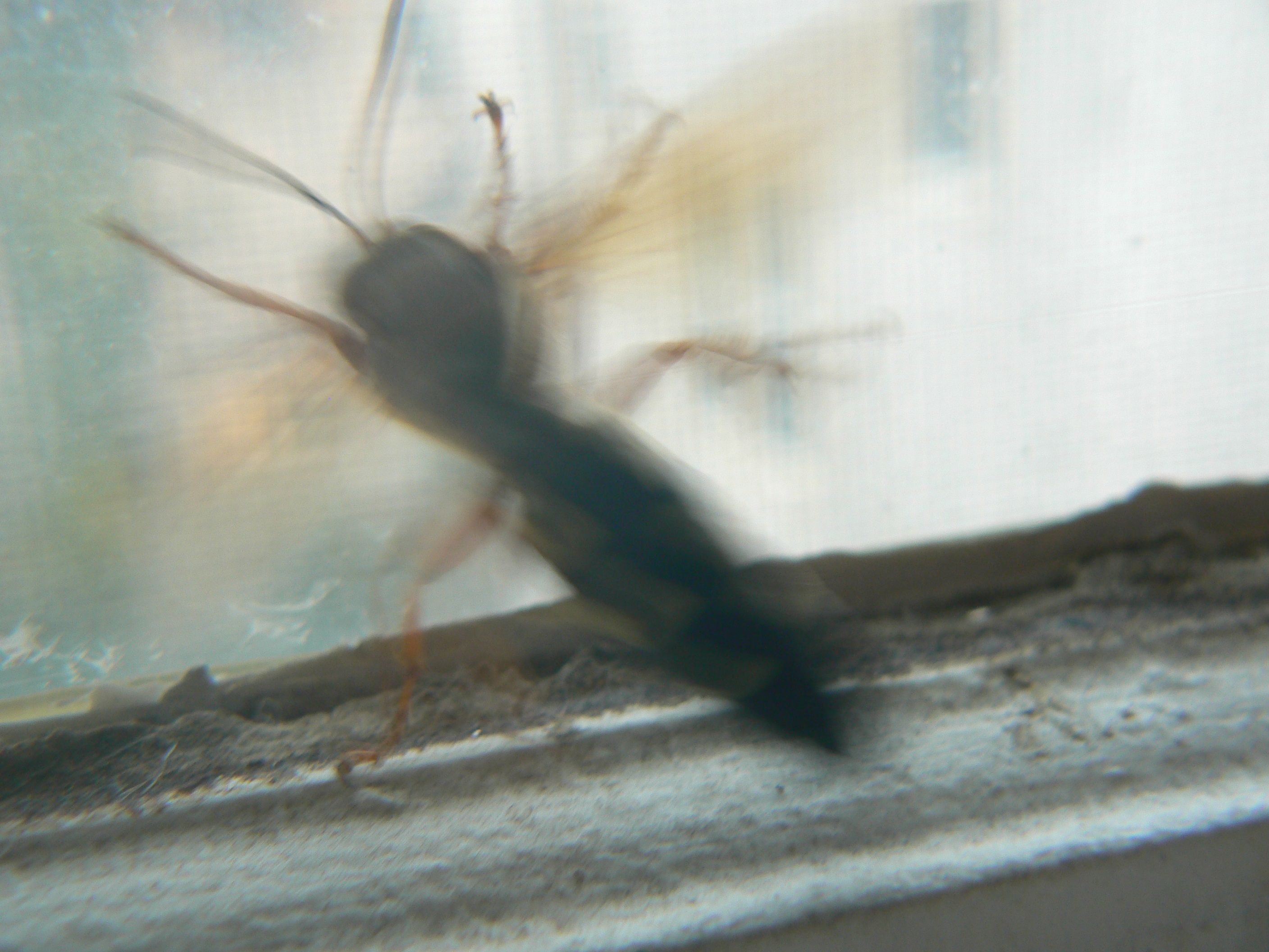 /photos/cicada_killer/P1000111.jpg
