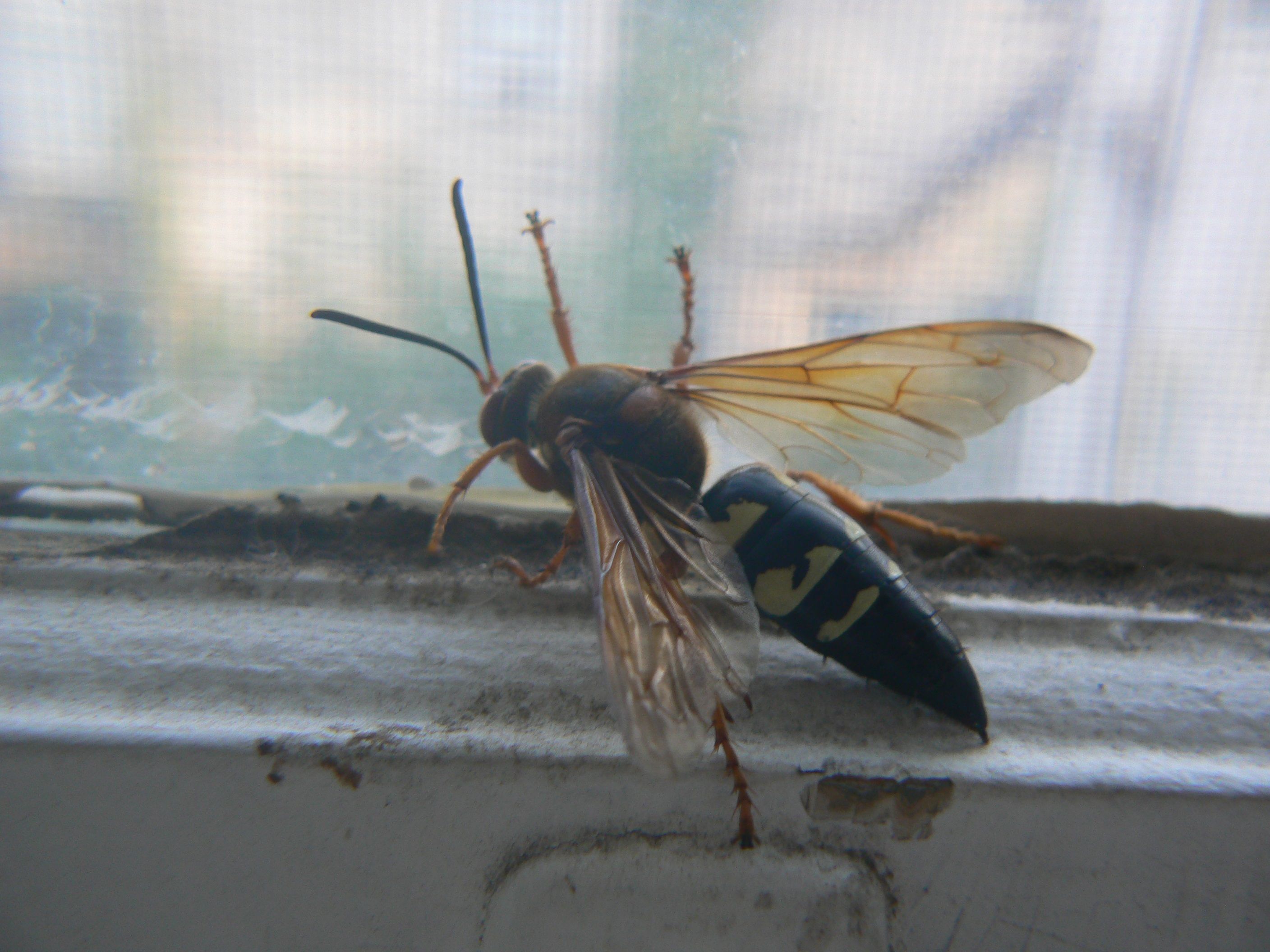 /photos/cicada_killer/P1000112.jpg
