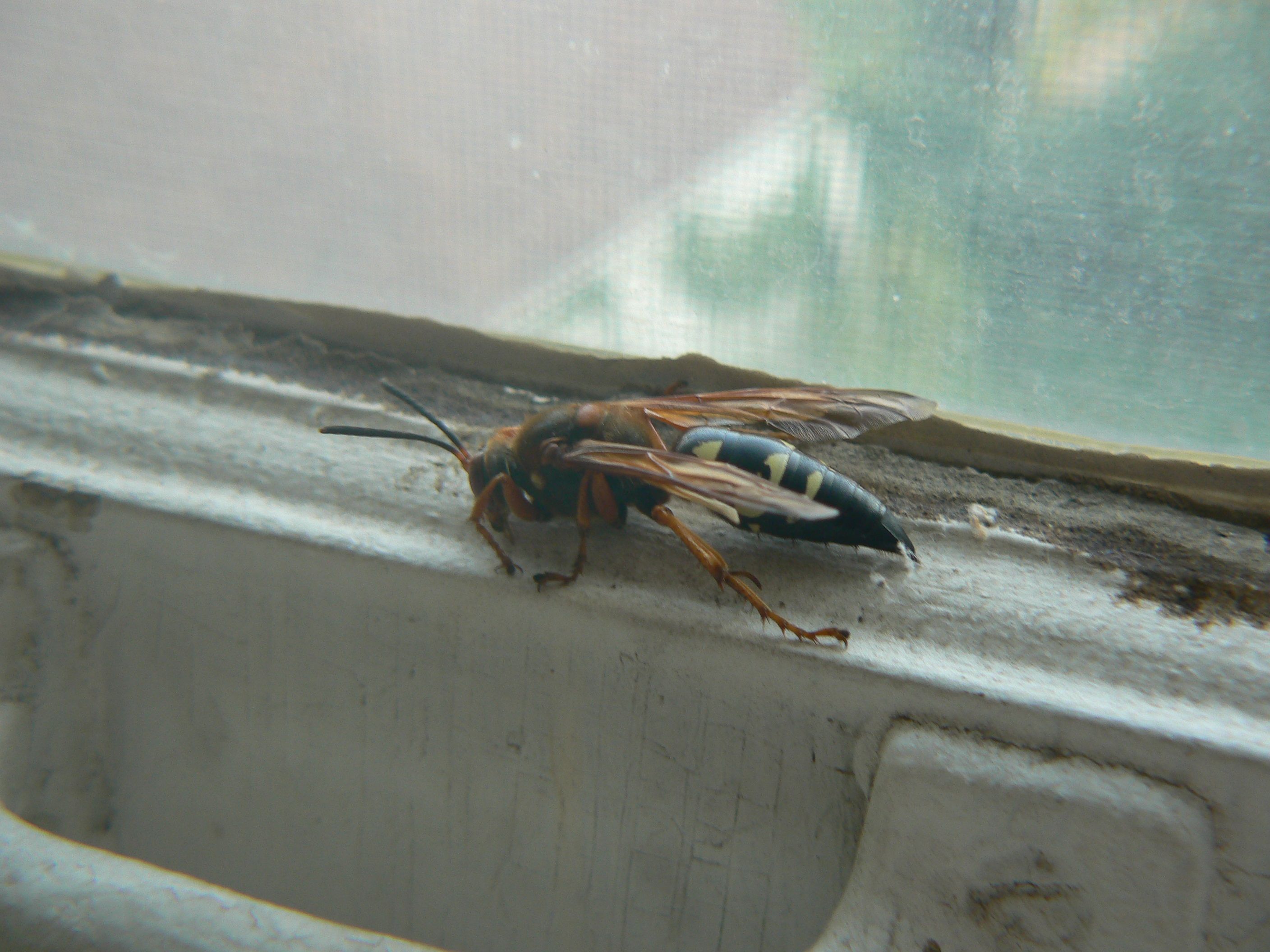 /photos/cicada_killer/P1000108.jpg