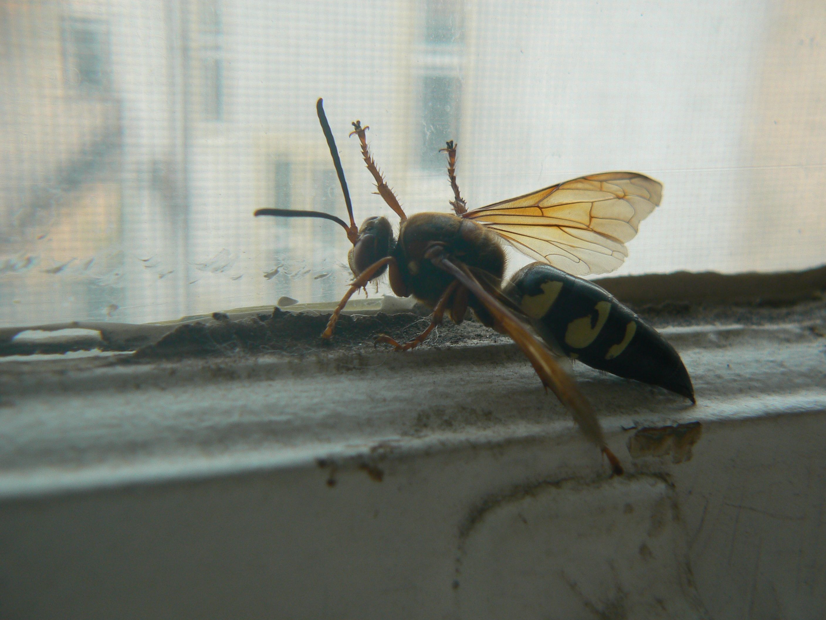 /photos/cicada_killer/P1000113.jpg